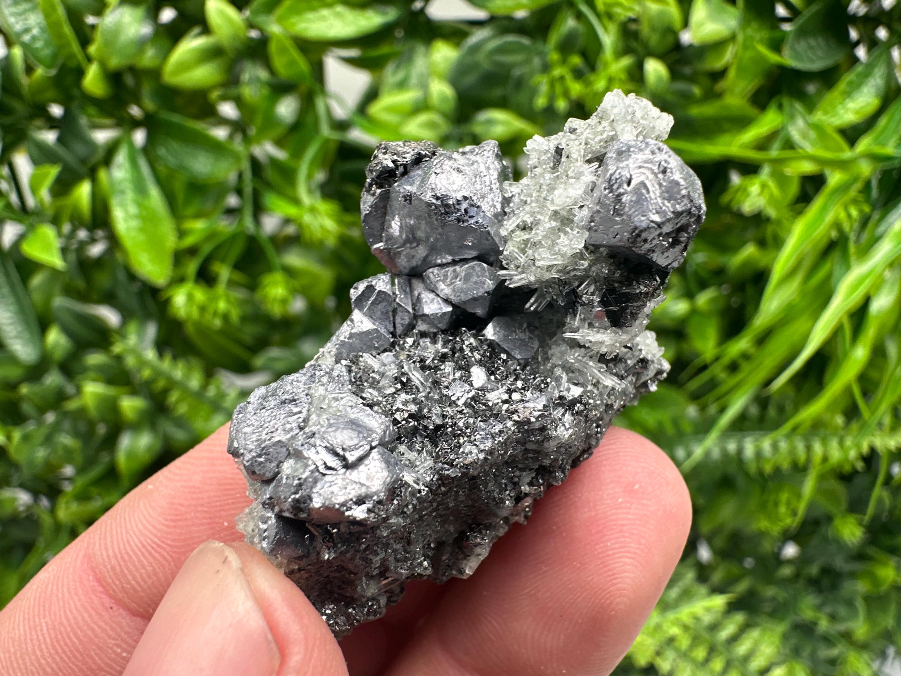 Galena on Pyrite Specimen, Borieva Mine, Madan Bulgaria