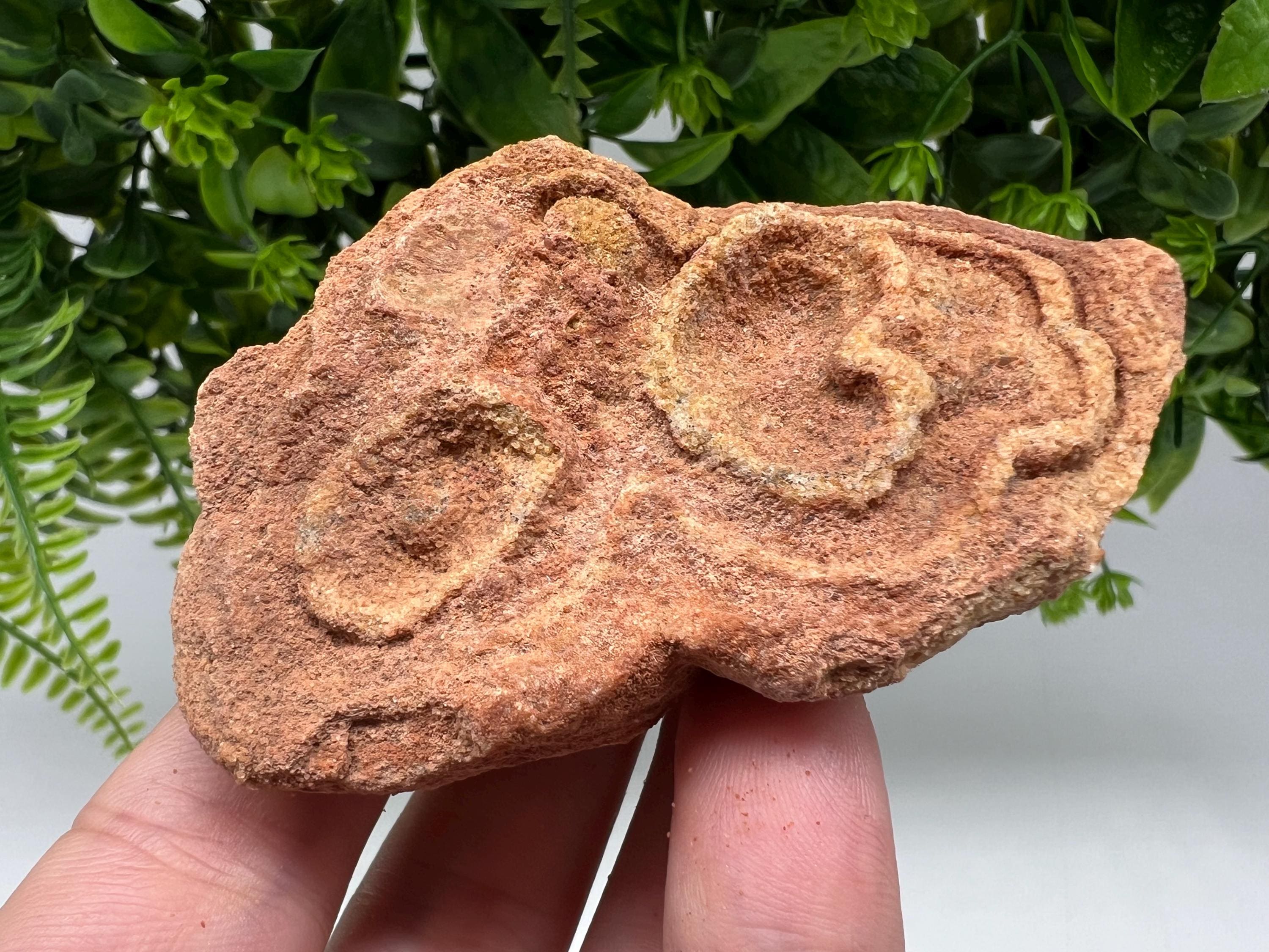 Moroccan Stromatolite Fossil Specimen: Raw Algae for Grounding