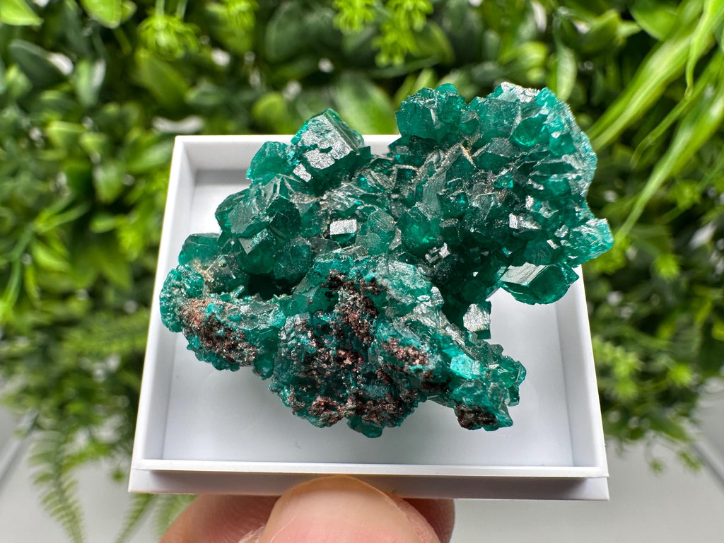 Stunning Green Dioptase from Sanda Hills,Mindouli,Pool Department,Mindouli District,Congo,green Dioptase,Dioptas Crystal,Dioptase collecting