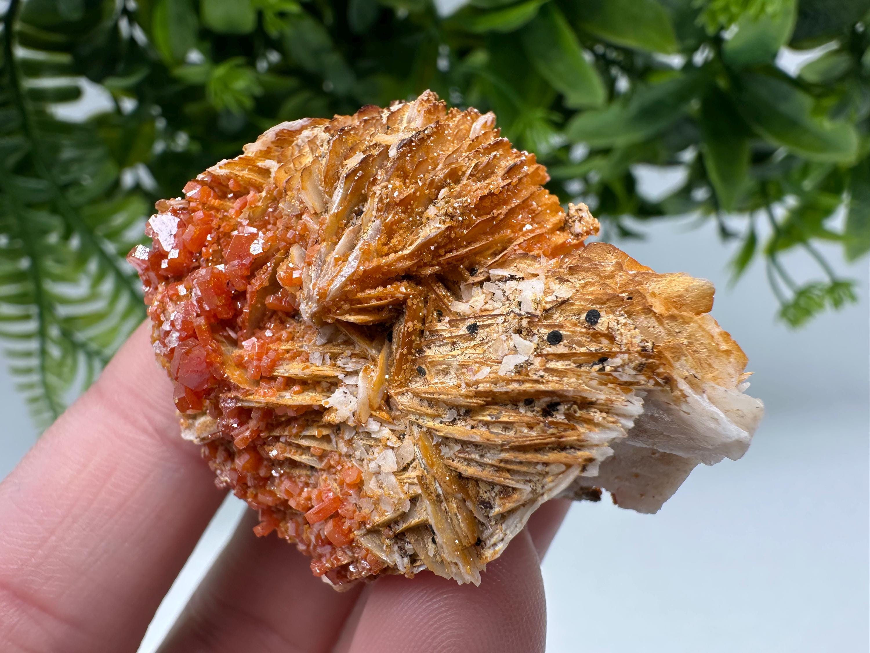 Red Vanadinite on Barite from Marocco,crystal minerals Speciment cluster Vanadinite crystal Vanadinite Geology Vanadinite cluster minerals