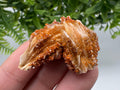 Red Vanadinite on Barite Cluster, Morocco Crystal Specimen