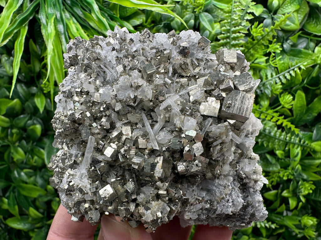 Golden Pyrite on Quartz, Borieva Mine, Bulgaria