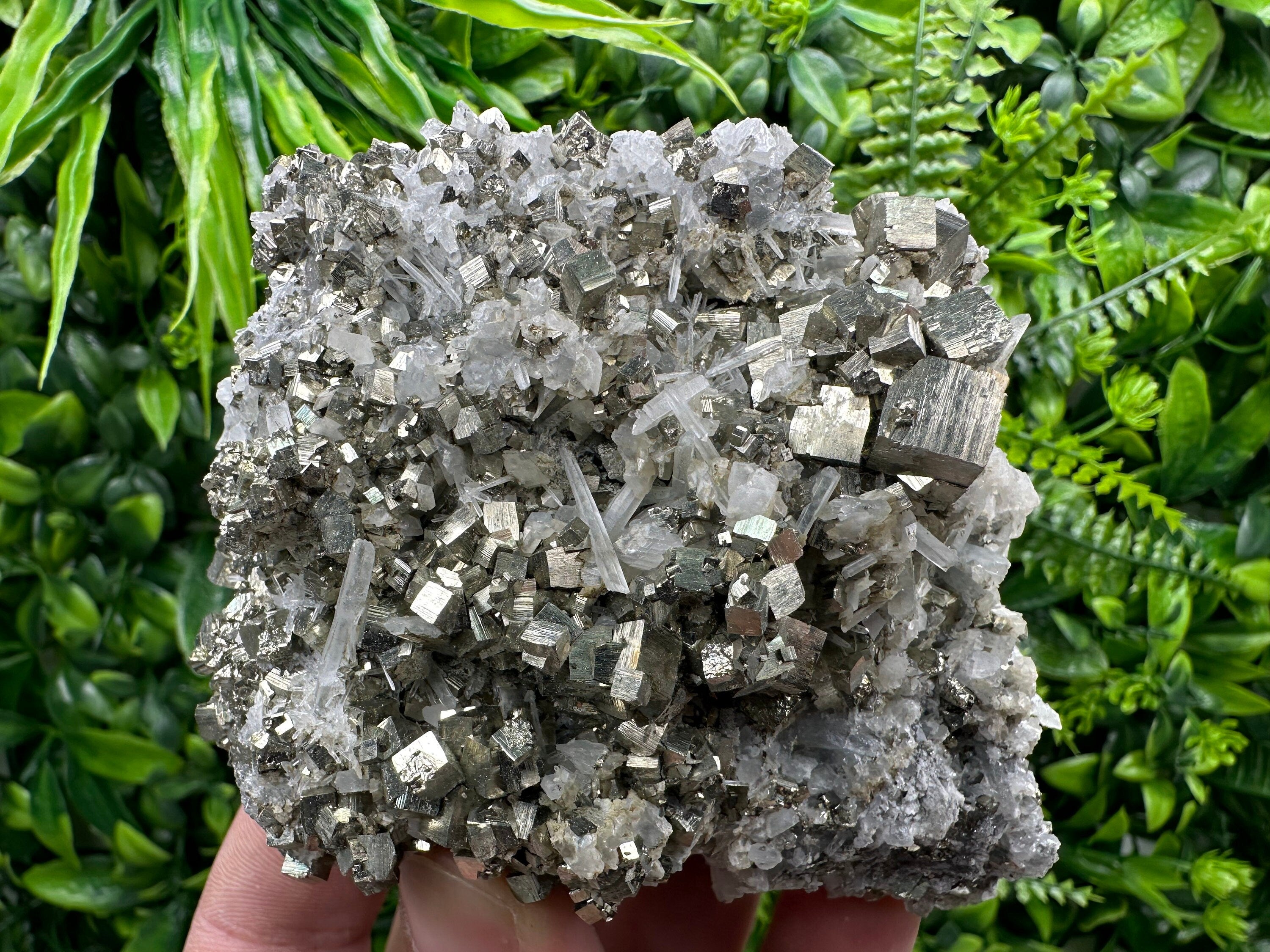 Golden Pyrite on Quartz, Borieva Mine, Bulgaria