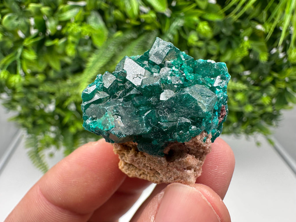 Stunning Green Dioptase from Sanda Hills,Mindouli,Pool Department,Mindouli District,Congo,green Dioptase,Dioptas Crystal,Dioptase collecting