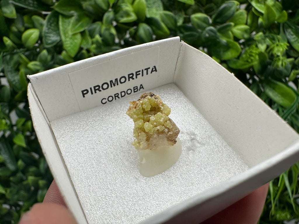Raw Pyromorphite Crystal Cluster on Matrix, Mini Specimen