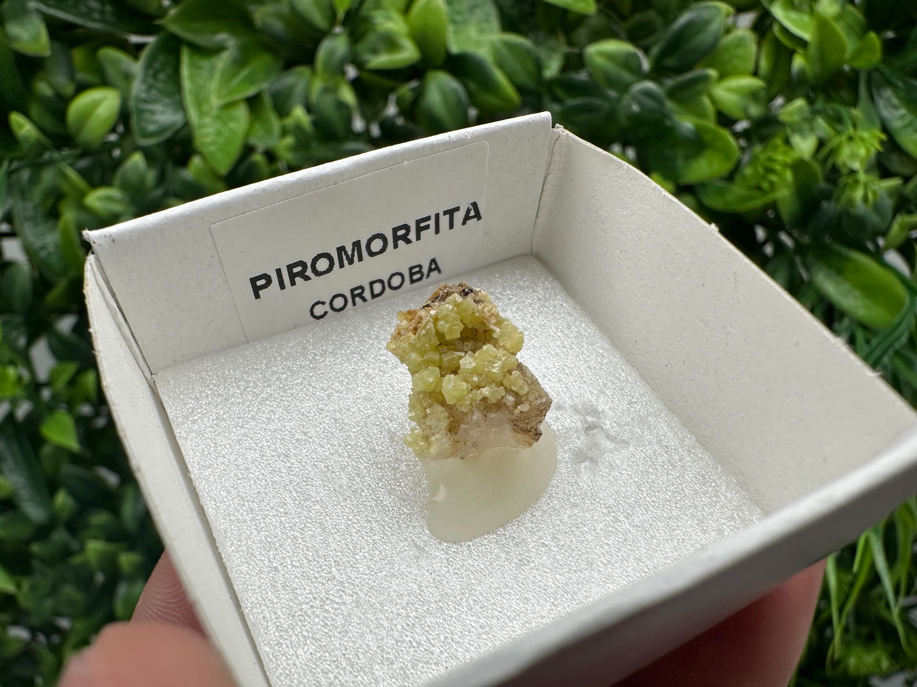 Raw Pyromorphite Crystal Cluster on Matrix, Mini Specimen