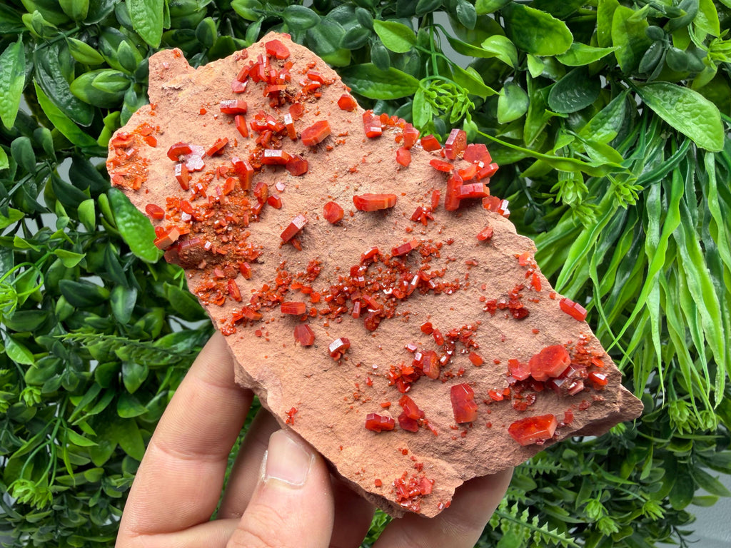 Red Vanadinite on Matrix from Marocco,crystal minerals Speciment cluster Vanadinite crystal Vanadinite Geology Vanadinite cluster minerals