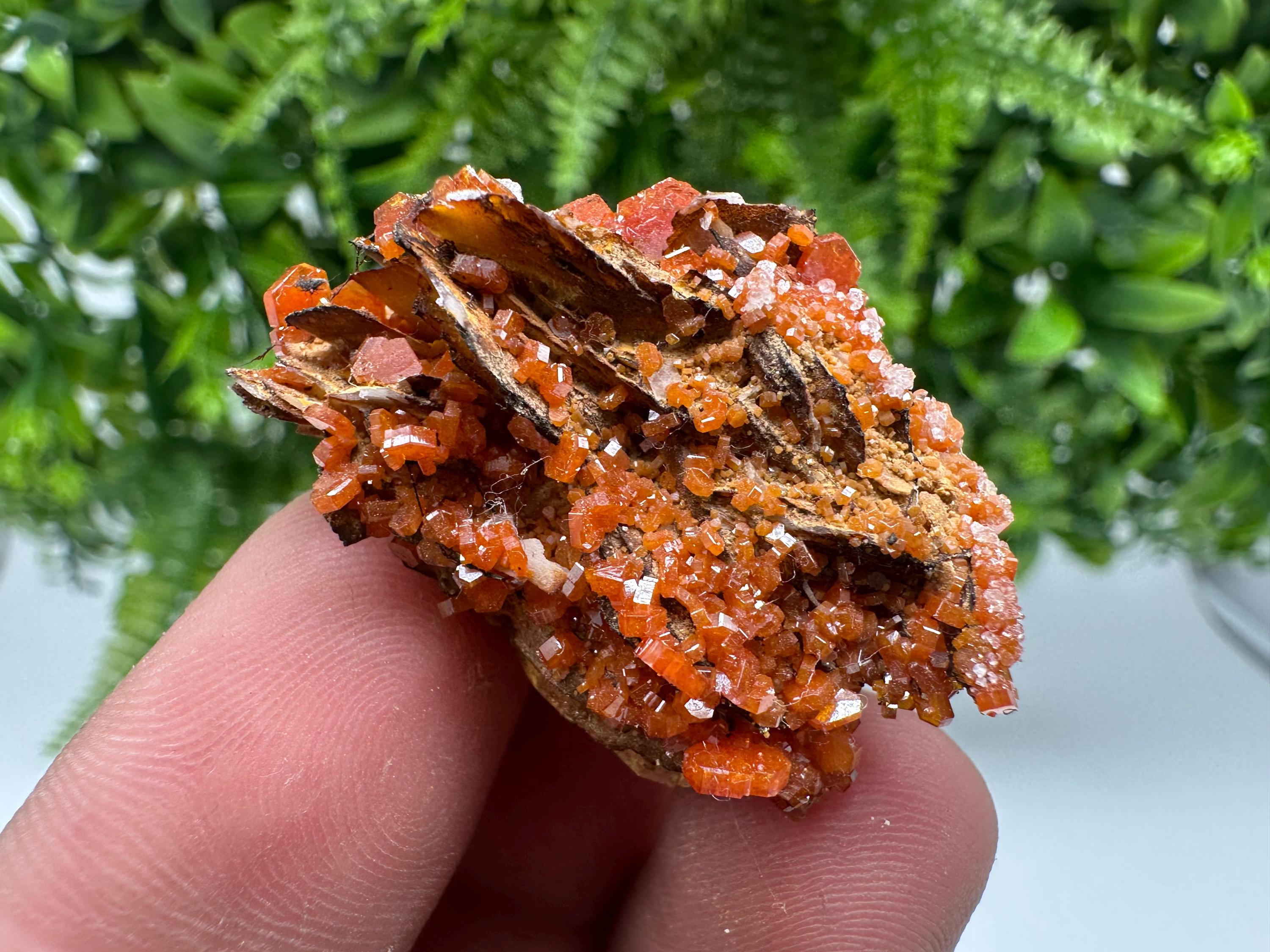 Red Vanadinite on Barite from Marocco,crystal minerals Speciment cluster Vanadinite crystal Vanadinite Geology Vanadinite cluster minerals