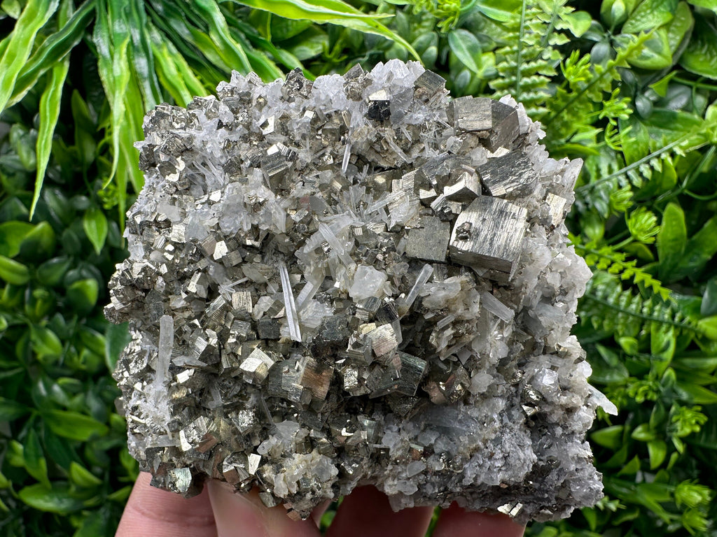 Golden Pyrite on Quartz, Borieva Mine, Bulgaria