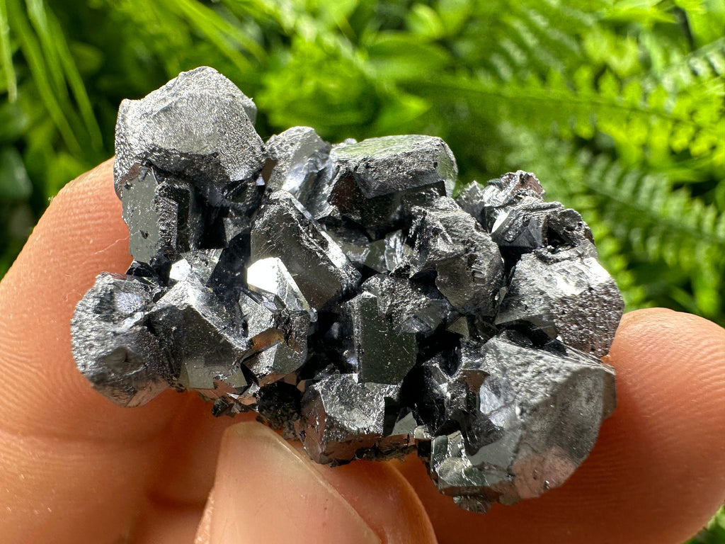 Shiny Galena Cluster: Borieva Mine, Madan, Bulgaria