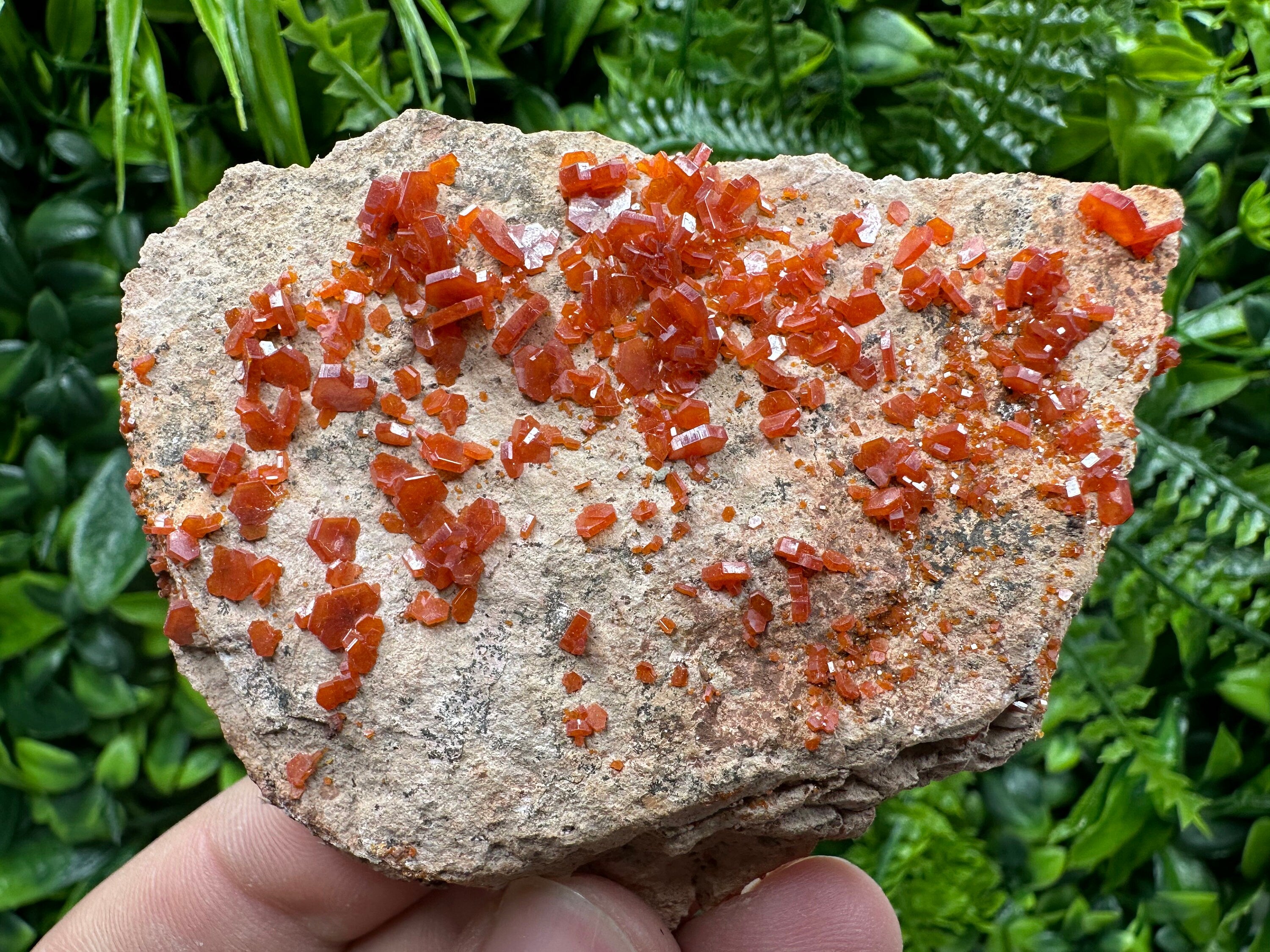 Red Vanadinite Crystal Cluster on Matrix, Morocco Mineral Specimen