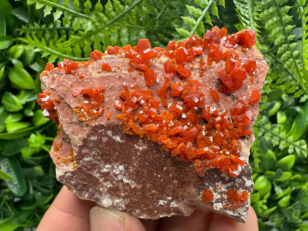 Red Vanadinite Crystal Cluster on Matrix, Morocco Specimen