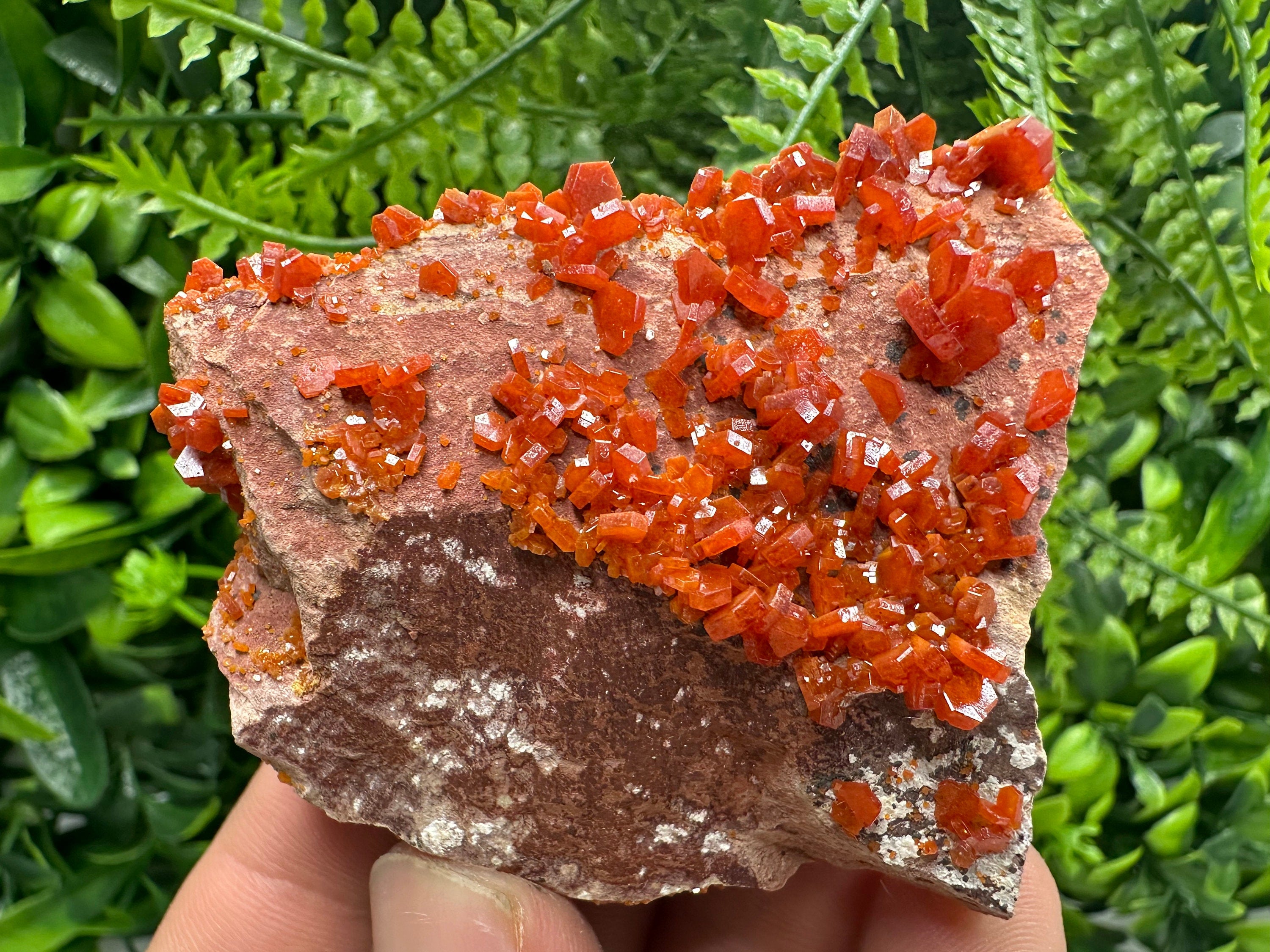 Red Vanadinite Crystal Cluster on Matrix, Morocco Specimen