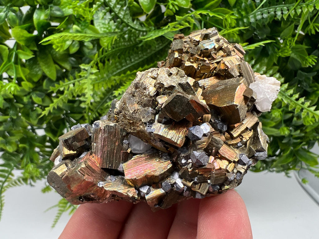 Galena on Pyrite Specimen: Borieva Mine, Bulgaria