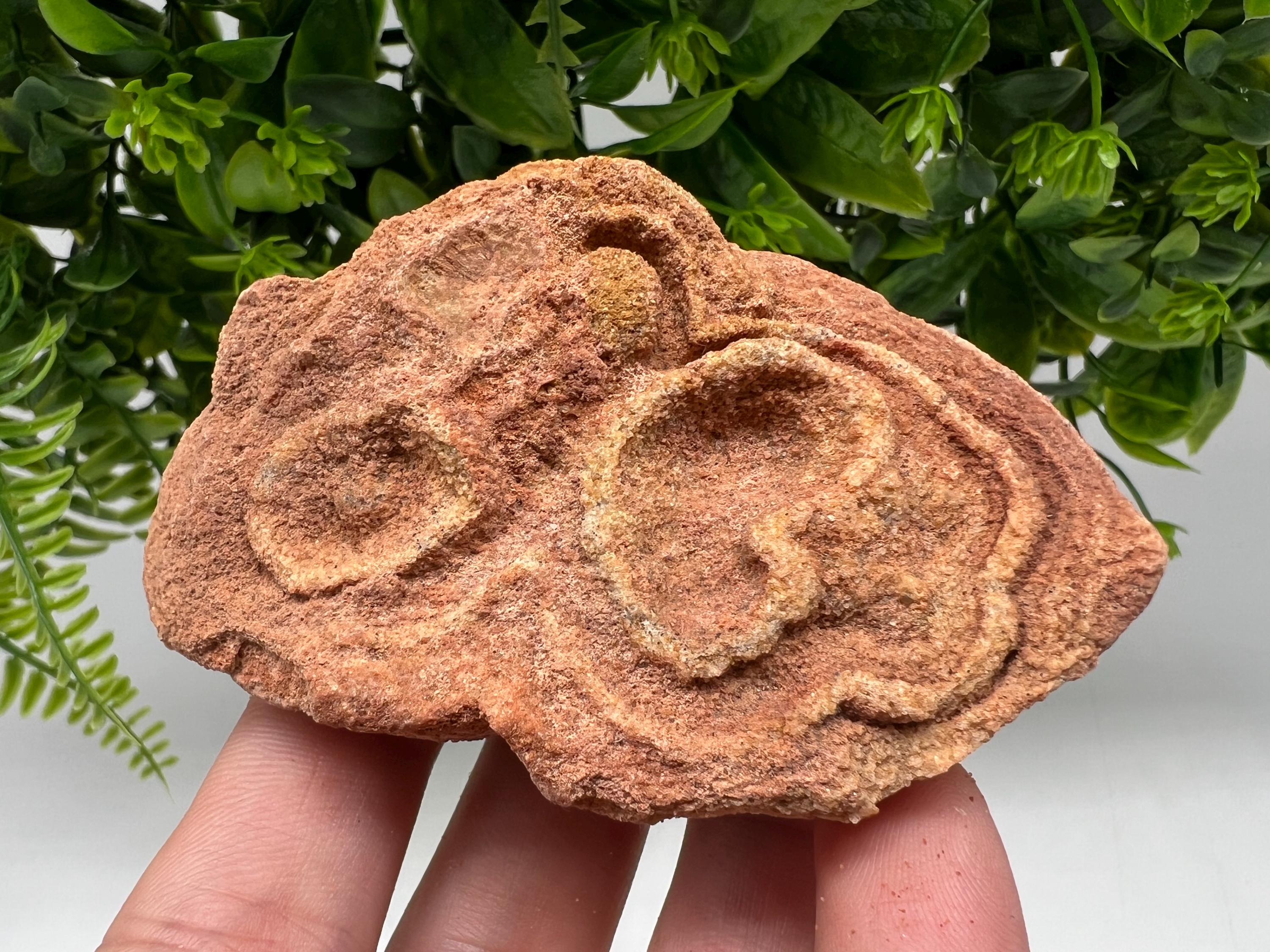Moroccan Stromatolite Fossil Specimen: Raw Algae for Grounding