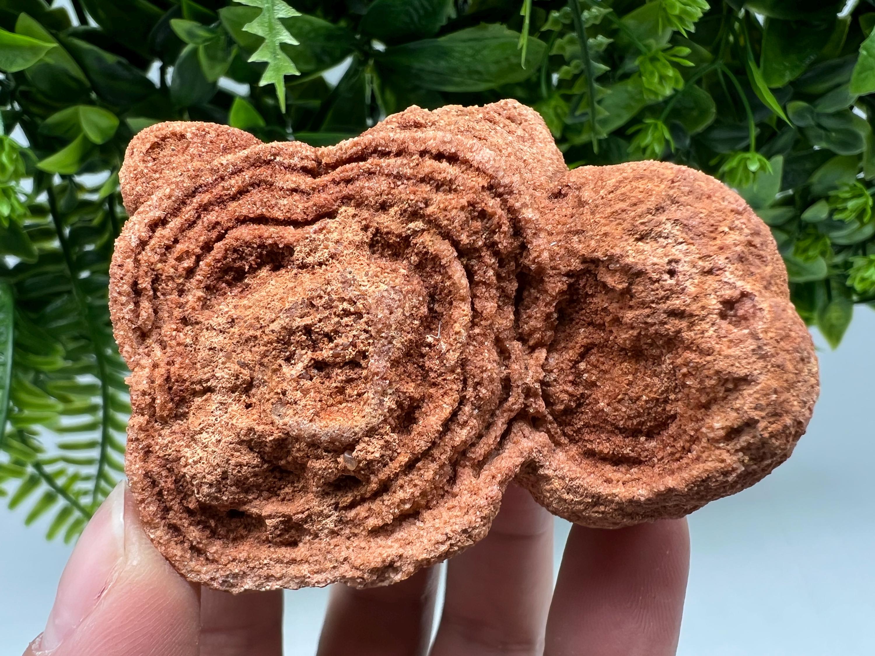 Raw Moroccan Stromatolite Fossil Specimen, Algae Stone for Meditation