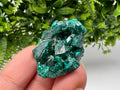 Stunning Green Dioptase from Sanda Hills,Mindouli,Pool Department,Mindouli District,Congo,green Dioptase,Dioptas Crystal,Dioptase collecting