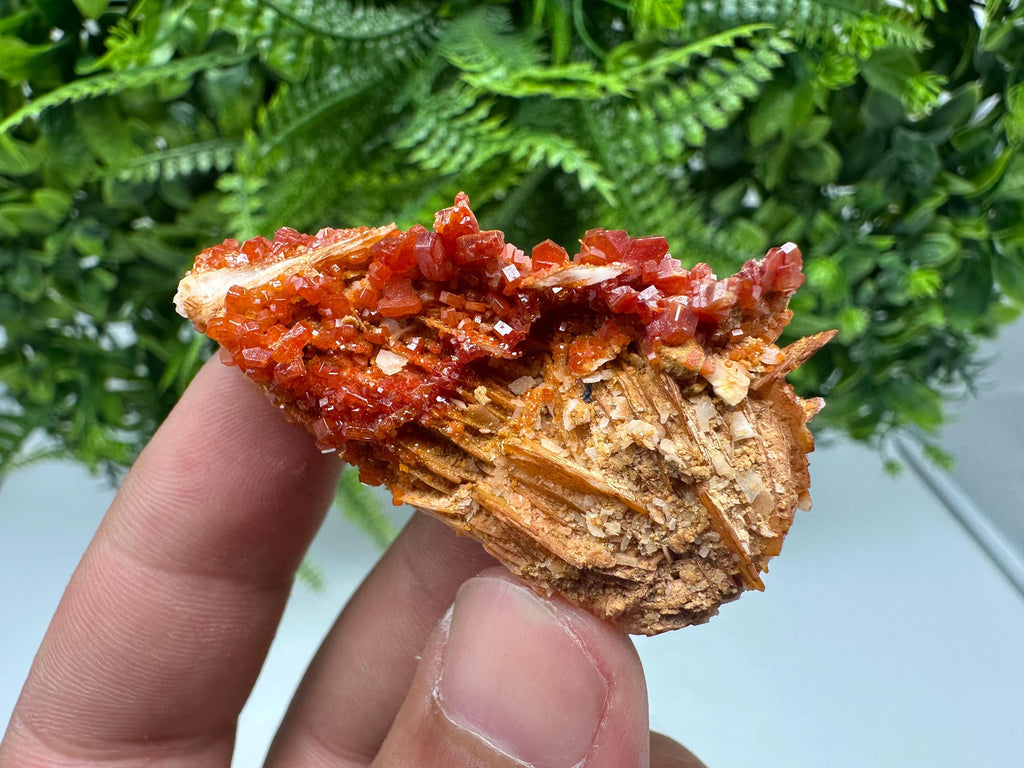 Red Vanadinite on Barite, Morocco Crystal Cluster
