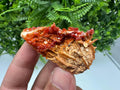 Red Vanadinite on Barite, Morocco Crystal Cluster