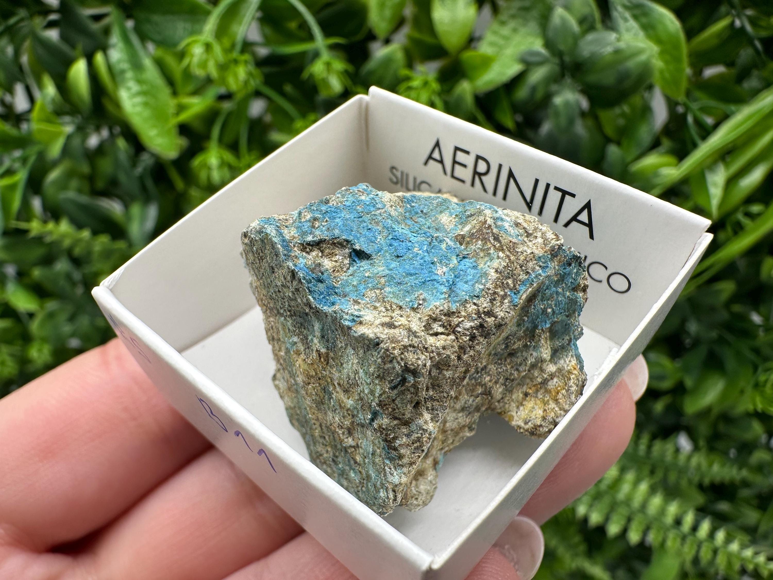 Rare Raw Aerinite Mineral Specimen: Lleida, Spain Crystal