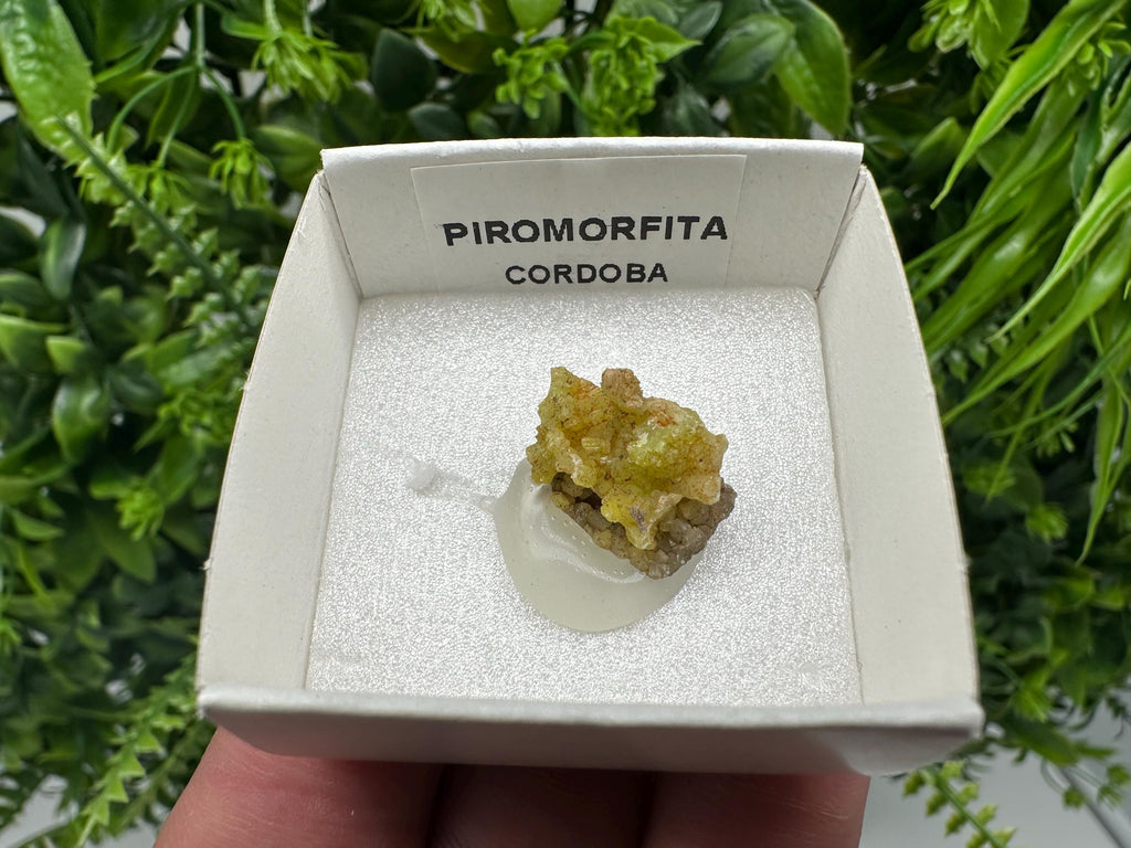 Raw Pyromorphite Crystal Cluster on Matrix, Mini Specimen