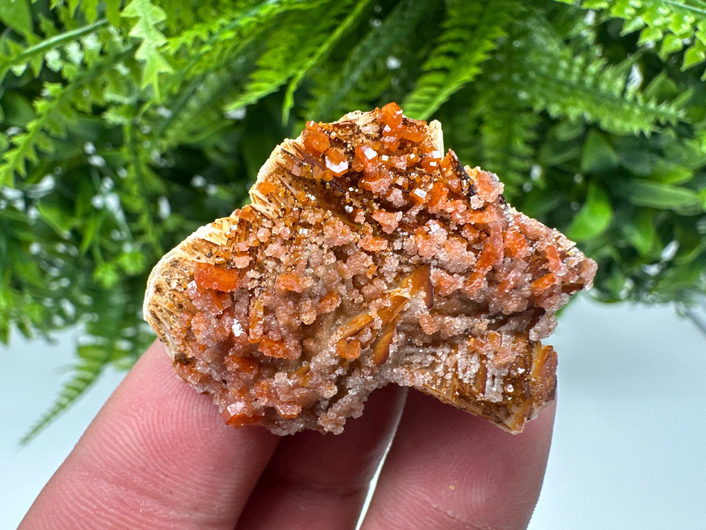 Red Vanadinite on Barite, Morocco Mineral Specimen Cluster