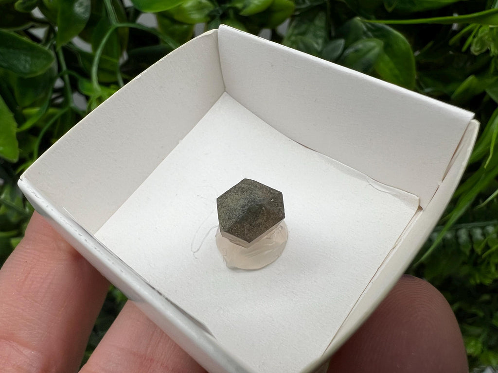 Rare Fedenstock Smoky Quartz Point, Swiss Mineral Specimen (20MM)