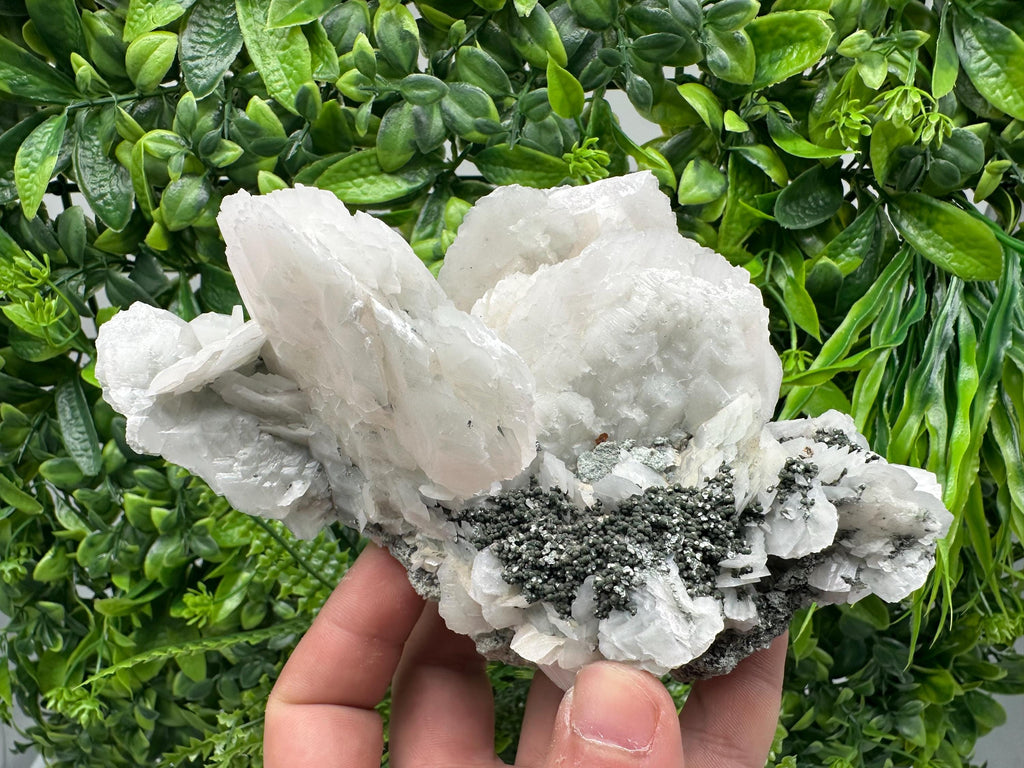 Mangano Calcite Wings on Chlorite Matrix, Bulgaria Mineral Specimen