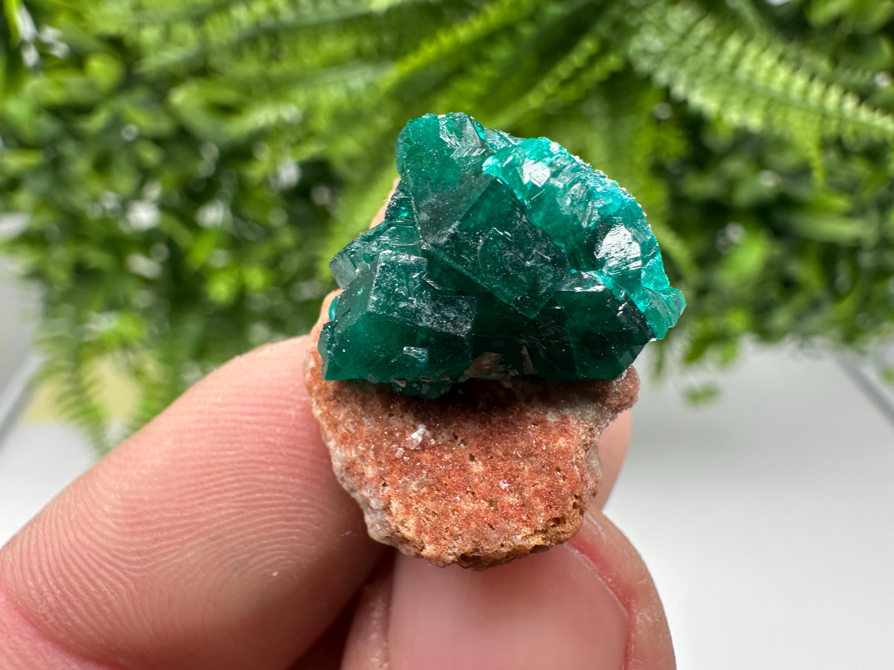 Stunning Green Dioptase from Sanda Hills,Mindouli,Pool Department,Mindouli District,Congo,green Dioptase,Dioptas Crystal,Dioptase collecting