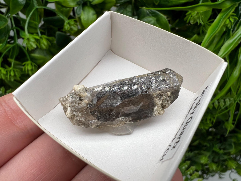 Rare Fedenstock Smoky Quartz Point, Swiss Mineral Specimen (40mm)