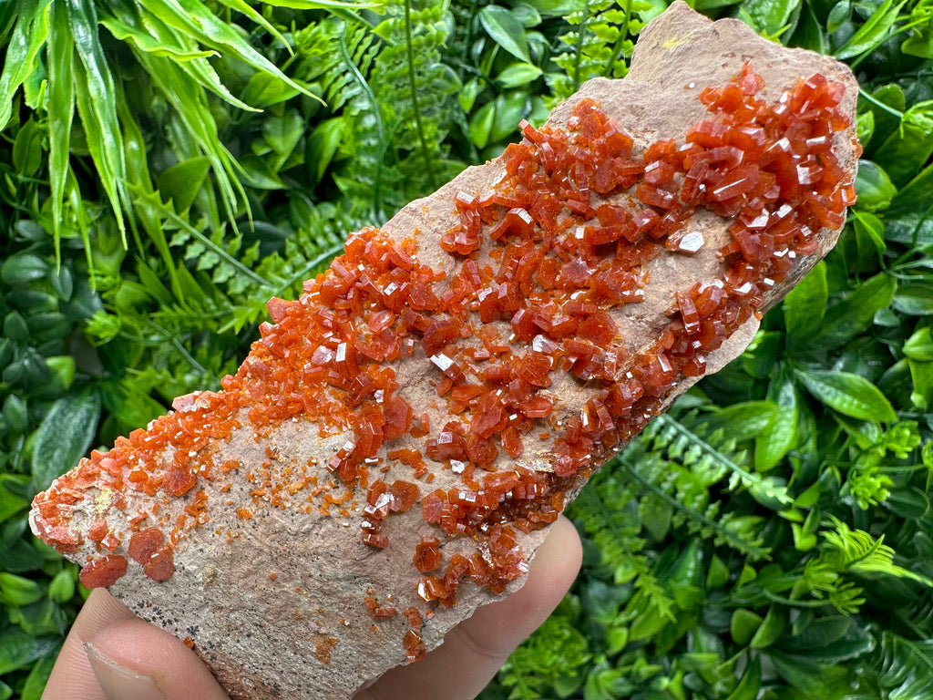 Red Vanadinite Crystal Cluster on Matrix, Morocco Specimen