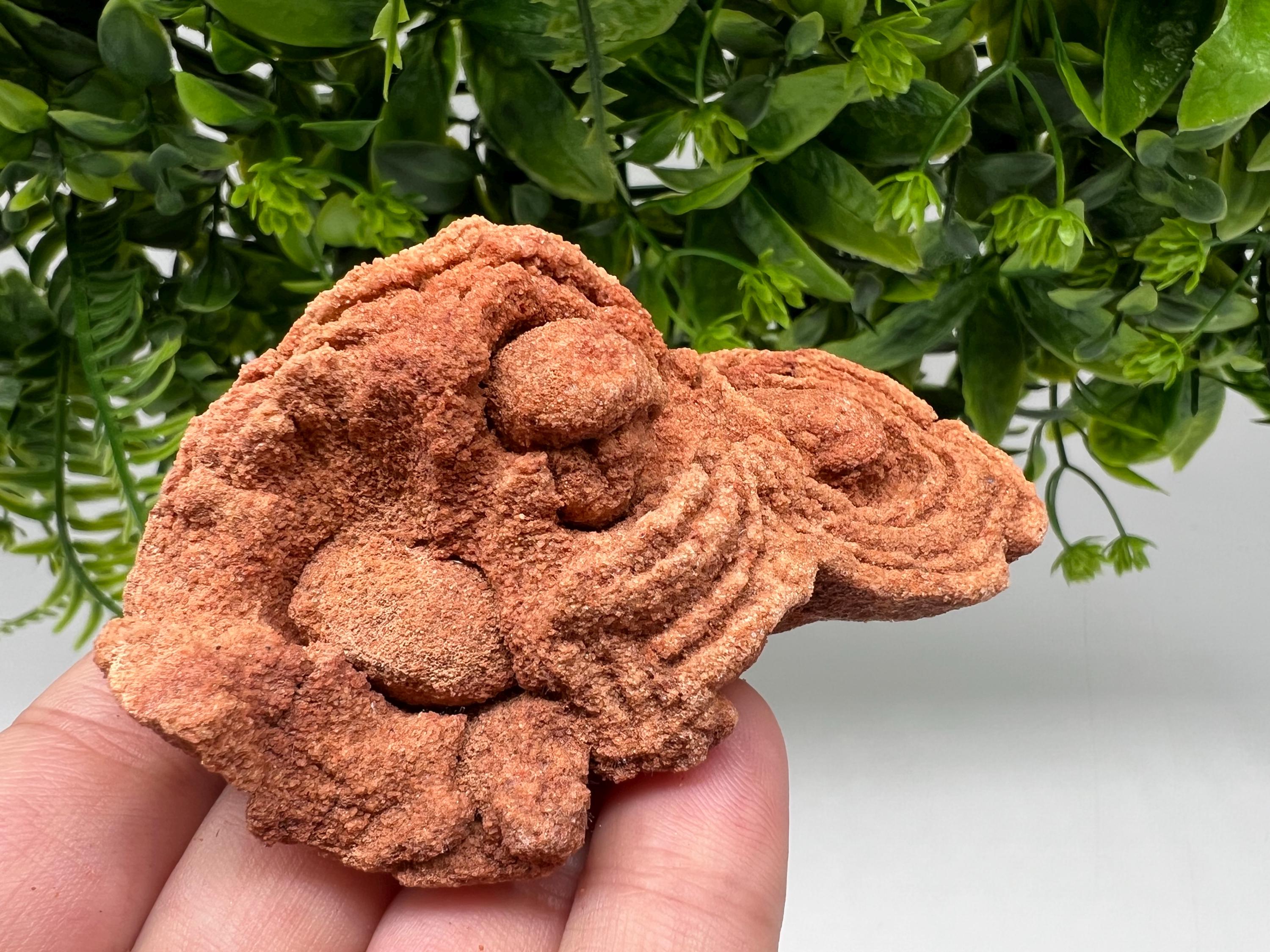 Moroccan Stromatolite Fossil Specimen: Raw Algae for Grounding