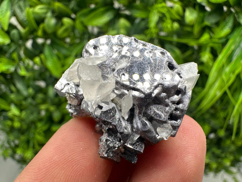 Shiny Galena Cluster, Borieva Mine, Madan Bulgaria