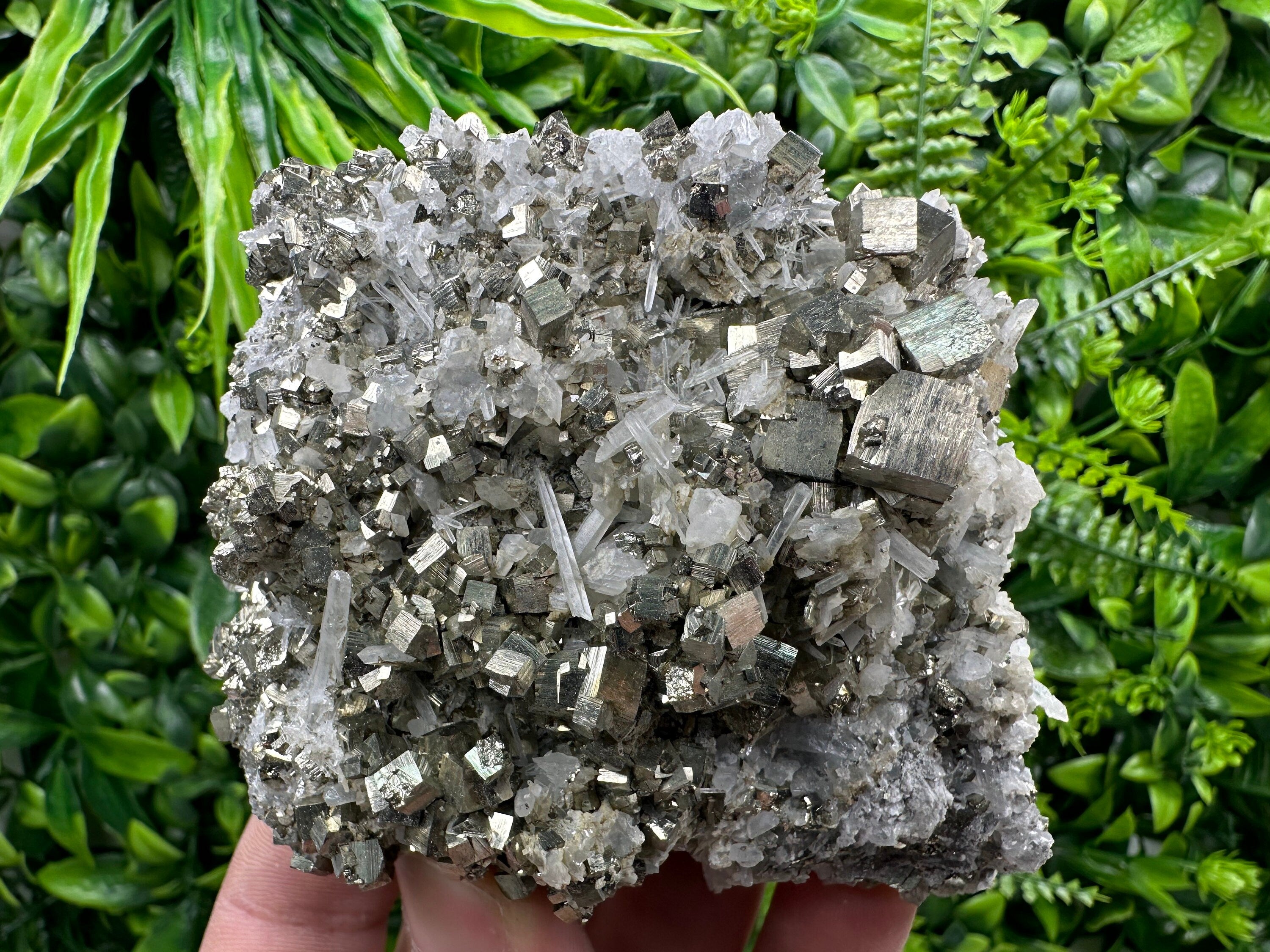 Golden Pyrite on Quartz, Borieva Mine, Bulgaria