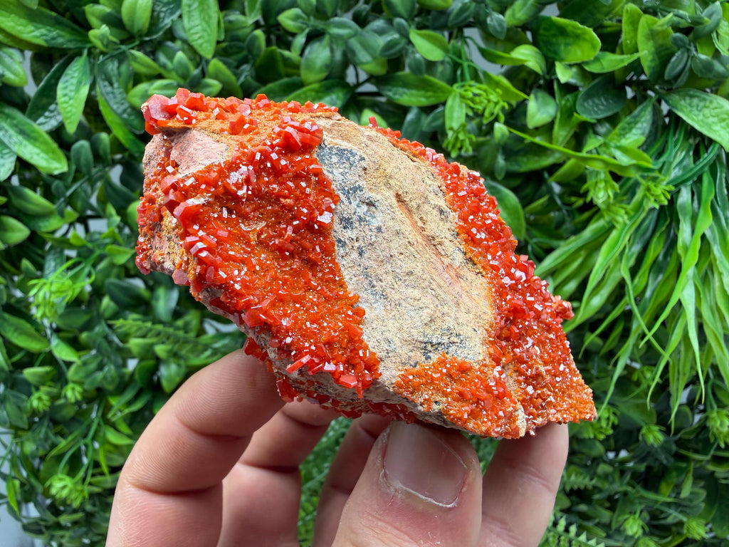 Red Vanadinite on Matrix from Marocco,crystal minerals Speciment cluster Vanadinite crystal Vanadinite Geology Vanadinite cluster minerals