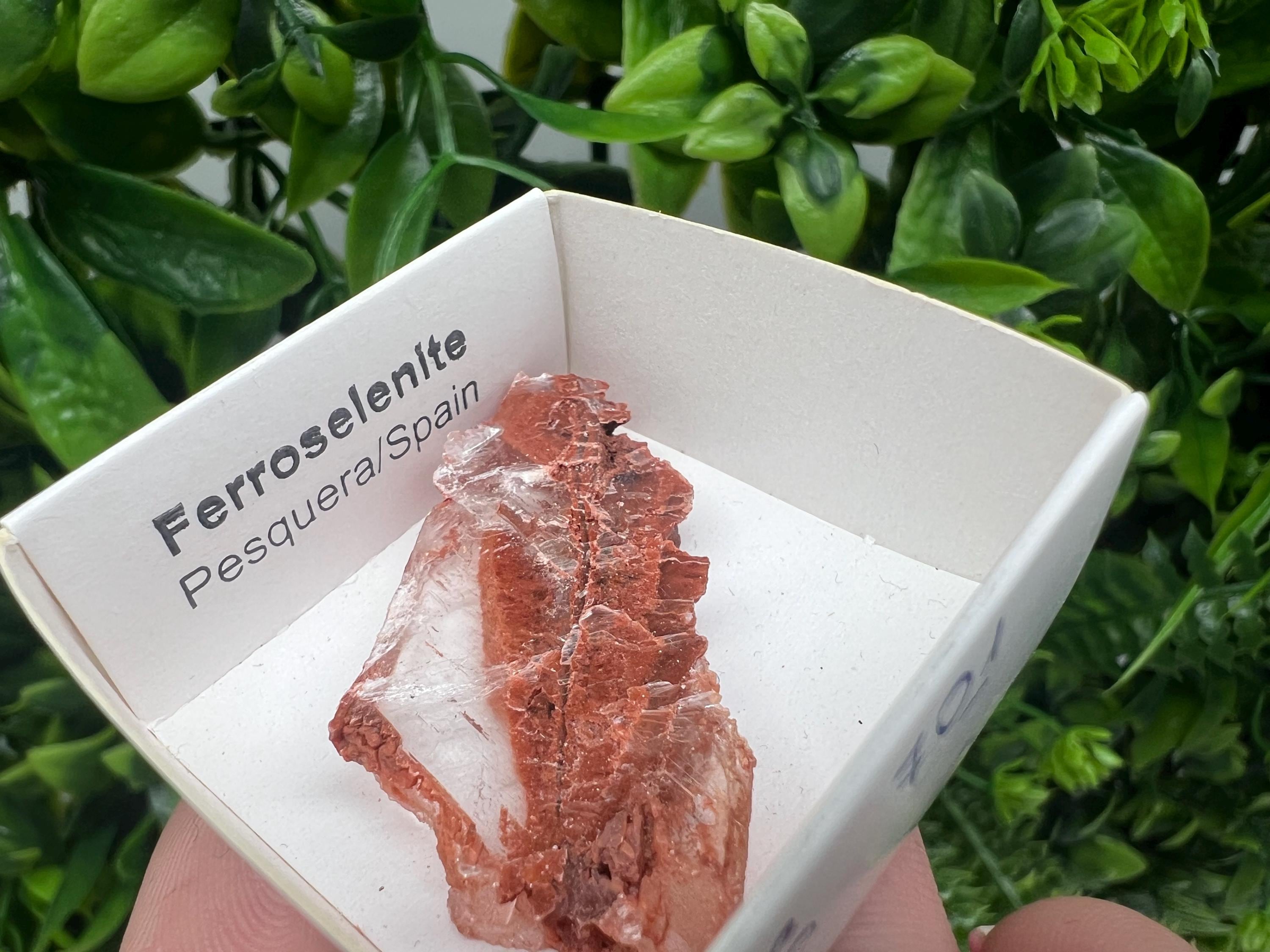 Rare Ferroselenite Crystal Specimen: La Pesquera, Spain (4.5/2.5 cm)