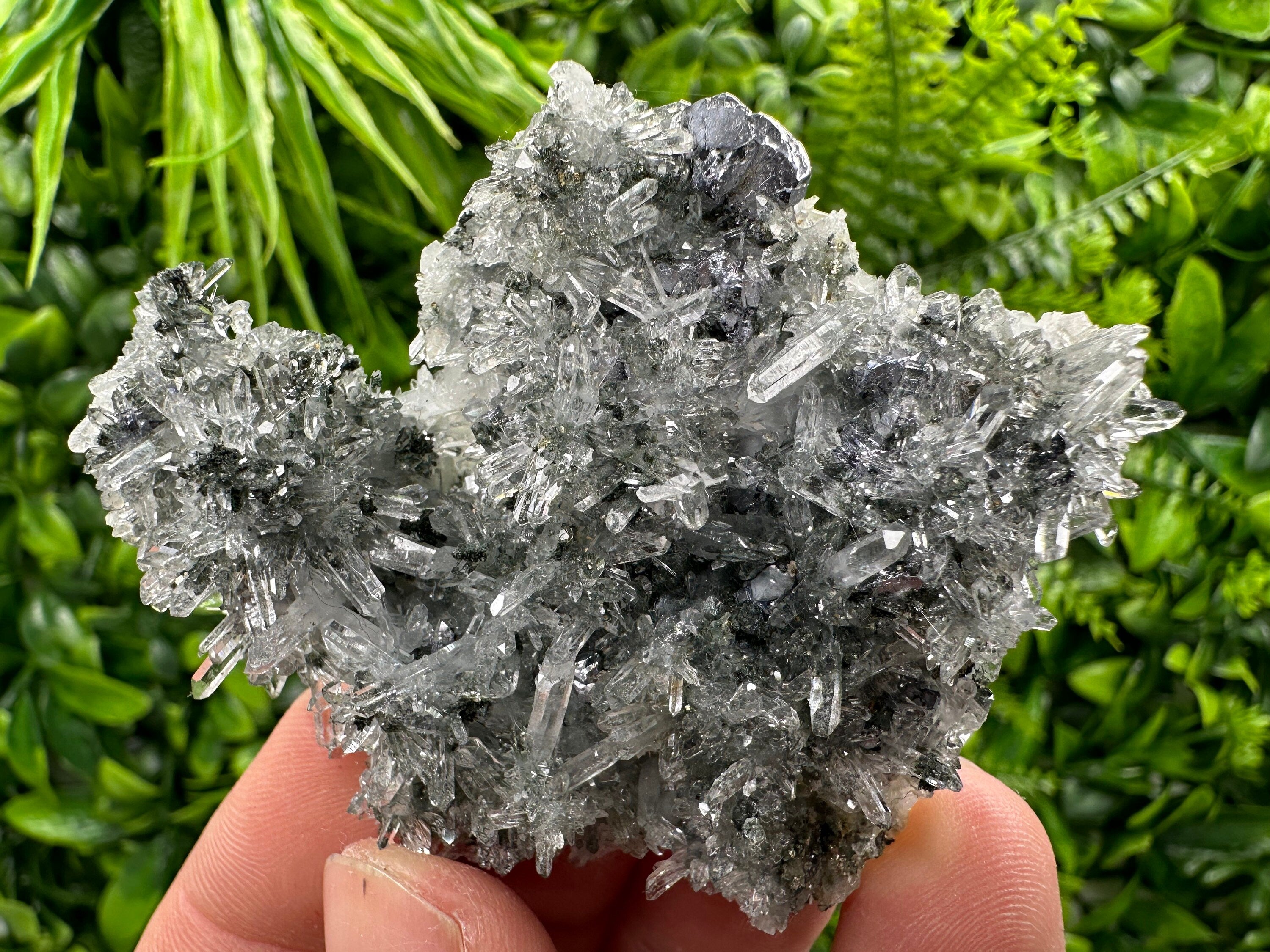 Galena Pyrite on Quartz, Borieva Mine, Bulgaria