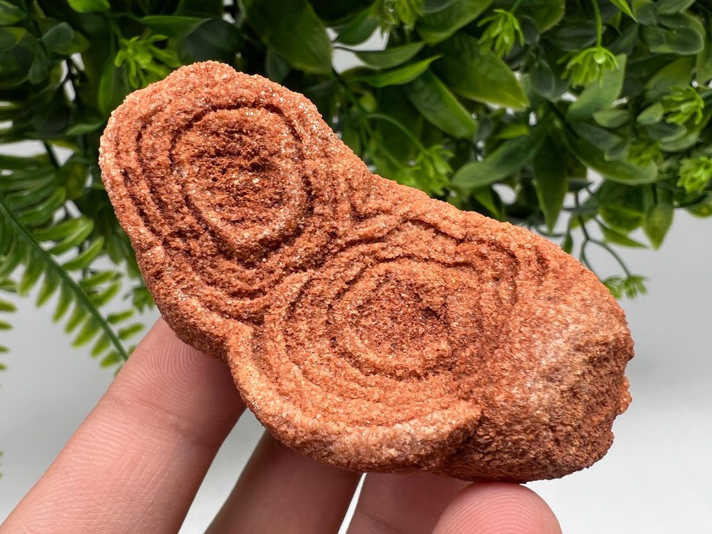 Moroccan Stromatolite Fossil Specimen, Raw Algae Fossil