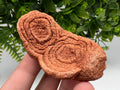 Moroccan Stromatolite Fossil Specimen, Raw Algae Fossil