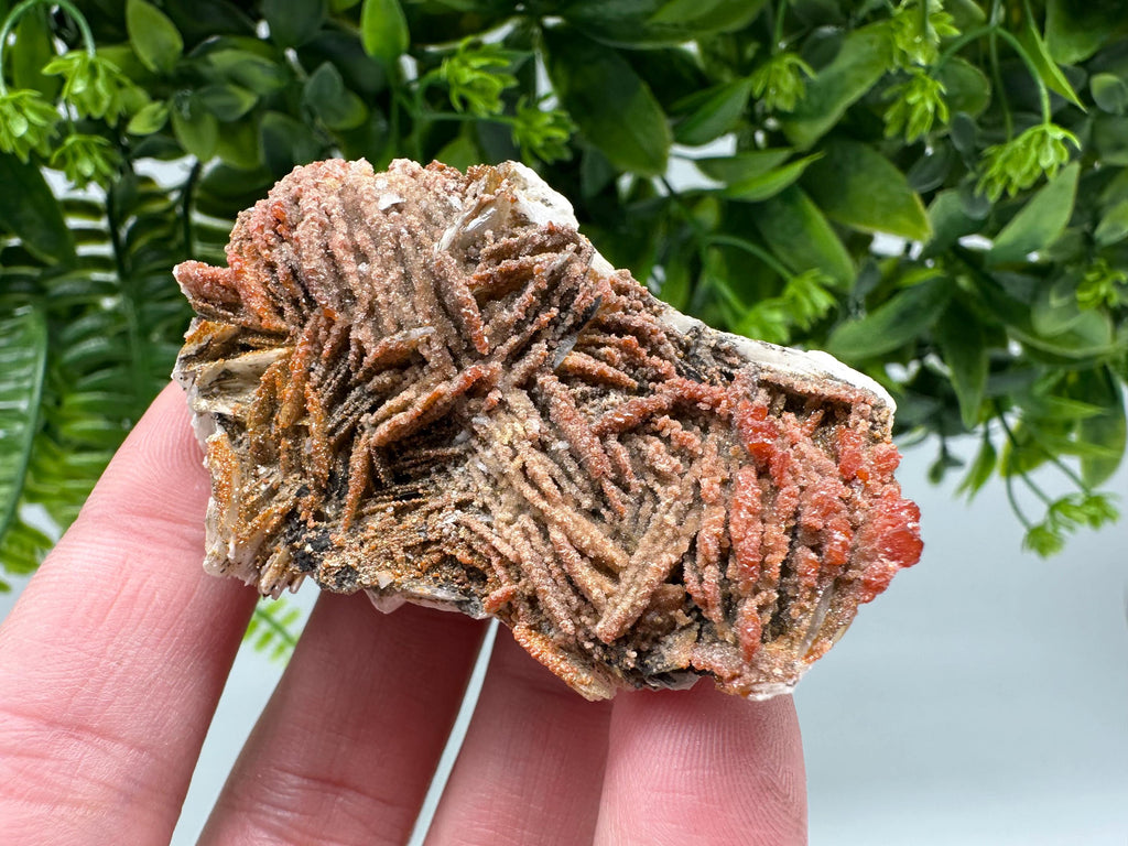 Red Vanadinite on Barite from Marocco,crystal minerals Speciment cluster Vanadinite crystal Vanadinite Geology Vanadinite cluster minerals