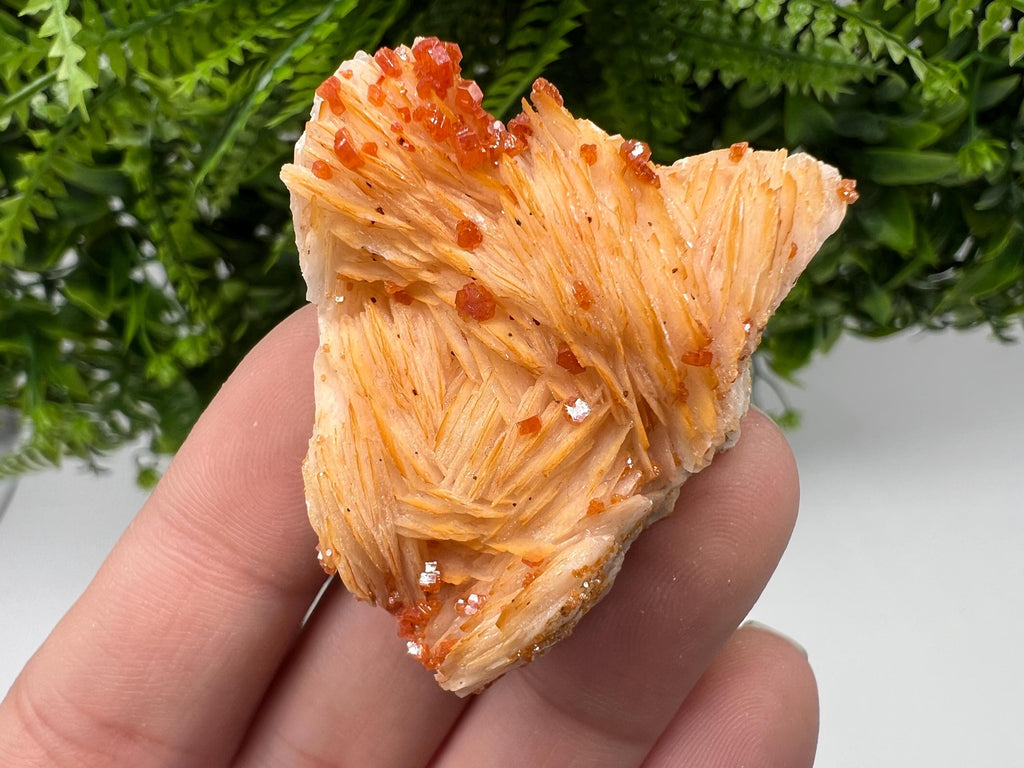 Red Vanadinite on Barite from Marocco,crystal minerals Speciment cluster Vanadinite crystal Vanadinite Geology Vanadinite cluster minerals