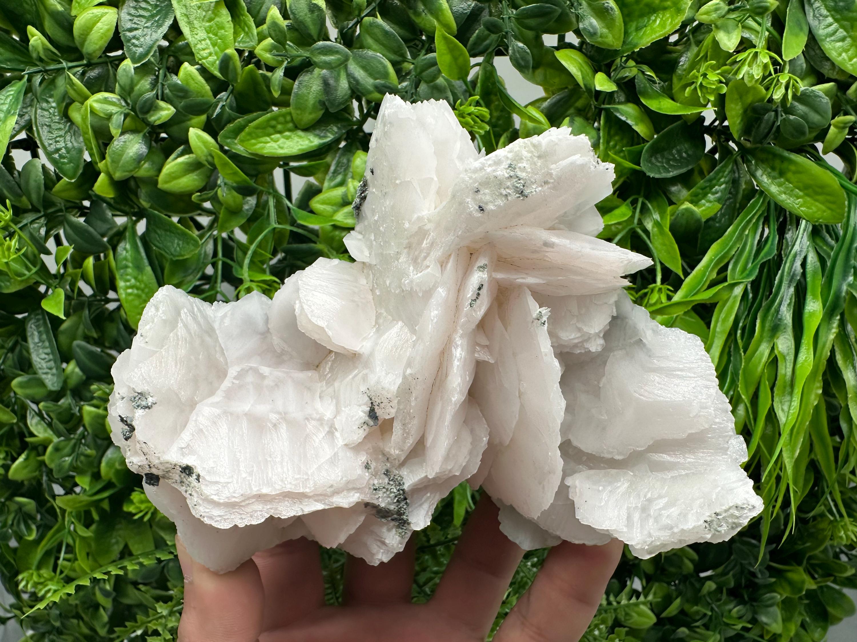 Mangano Calcite Wings on Chlorite Matrix, Bulgarian Mineral Specimen