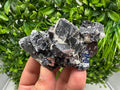 Rare Mirror Galena Cubes: Marzyan Mine, Bulgaria