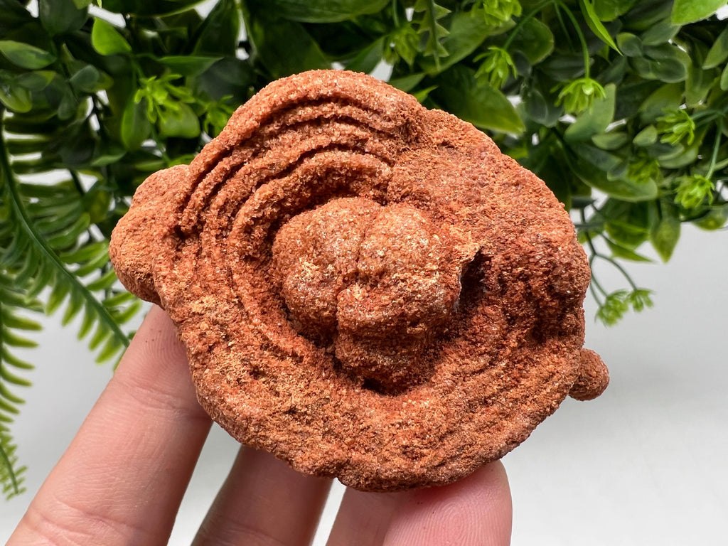 Raw Moroccan Stromatolite Fossil Specimen, Grounding Algae