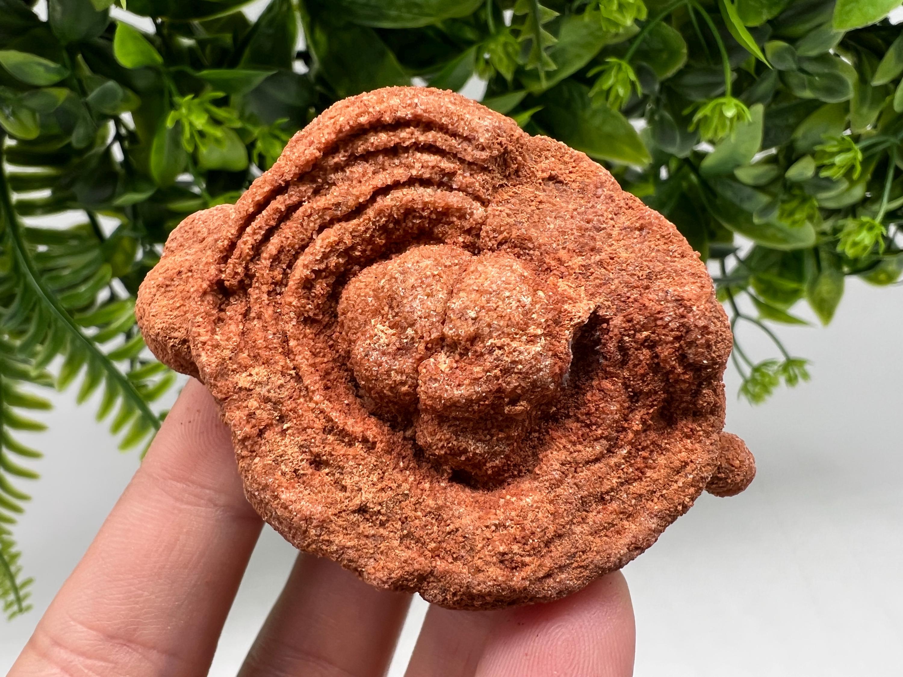Raw Moroccan Stromatolite Fossil Specimen, Grounding Algae