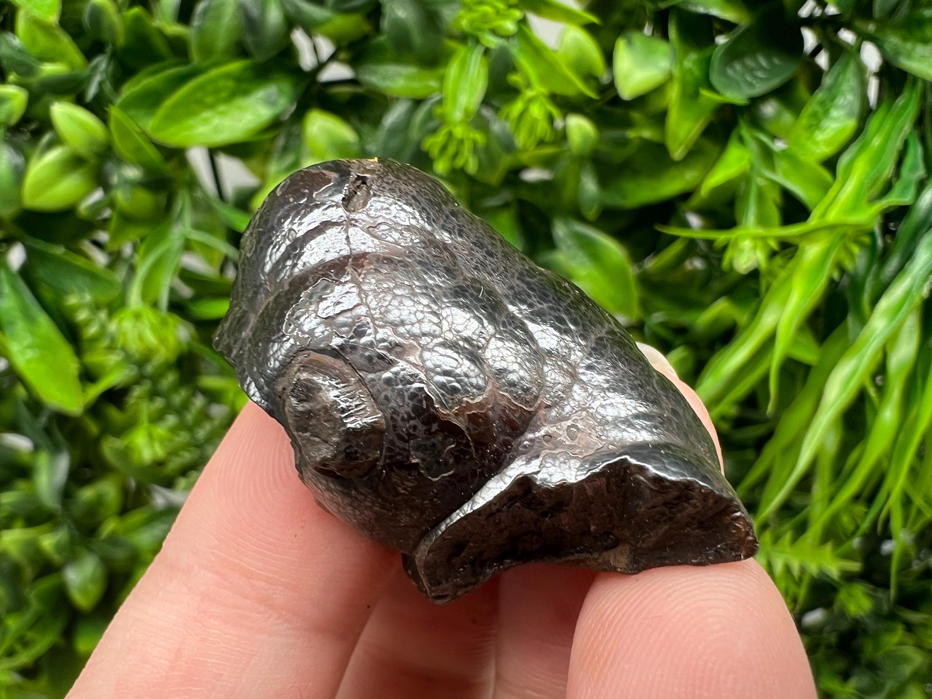 Botryoidal Black Hematite Specimen: Moroccan Crystal, Reiki Chakra Stone