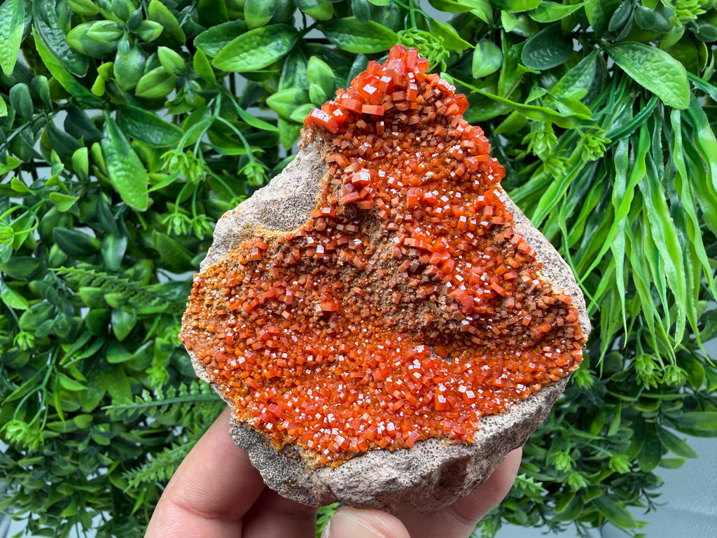 Red Vanadinite on Matrix from Marocco,crystal minerals Speciment cluster Vanadinite crystal Vanadinite Geology Vanadinite cluster minerals