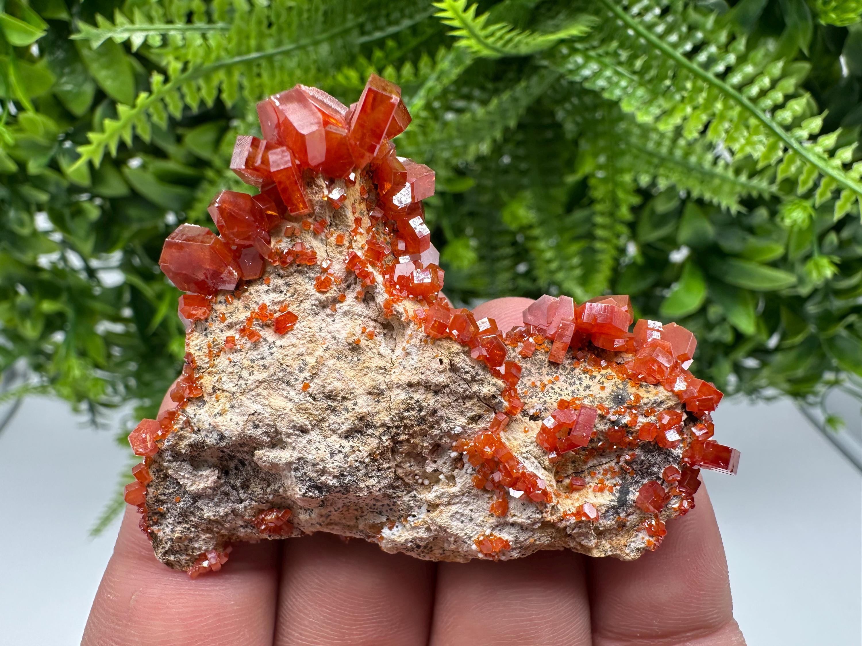 Red Vanadinite on Barite from Marocco,crystal minerals Speciment cluster Vanadinite crystal Vanadinite Geology Vanadinite cluster minerals