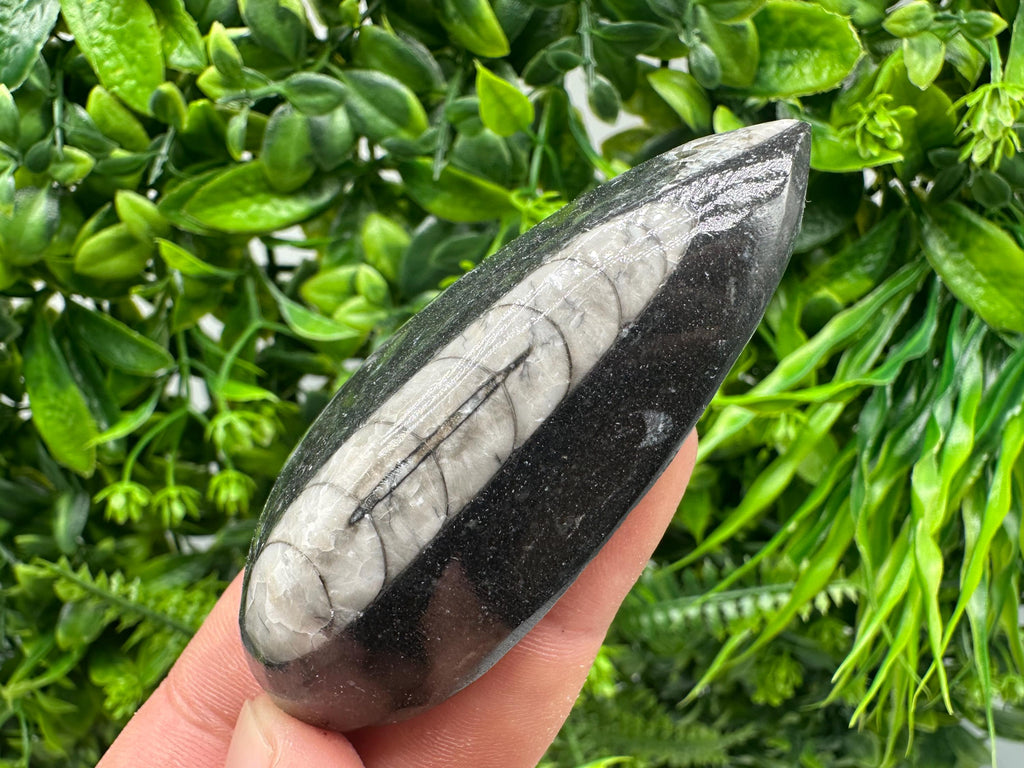 Polished Orthoceras Fossil Cabochon: Pear Shape Loose Gemstone