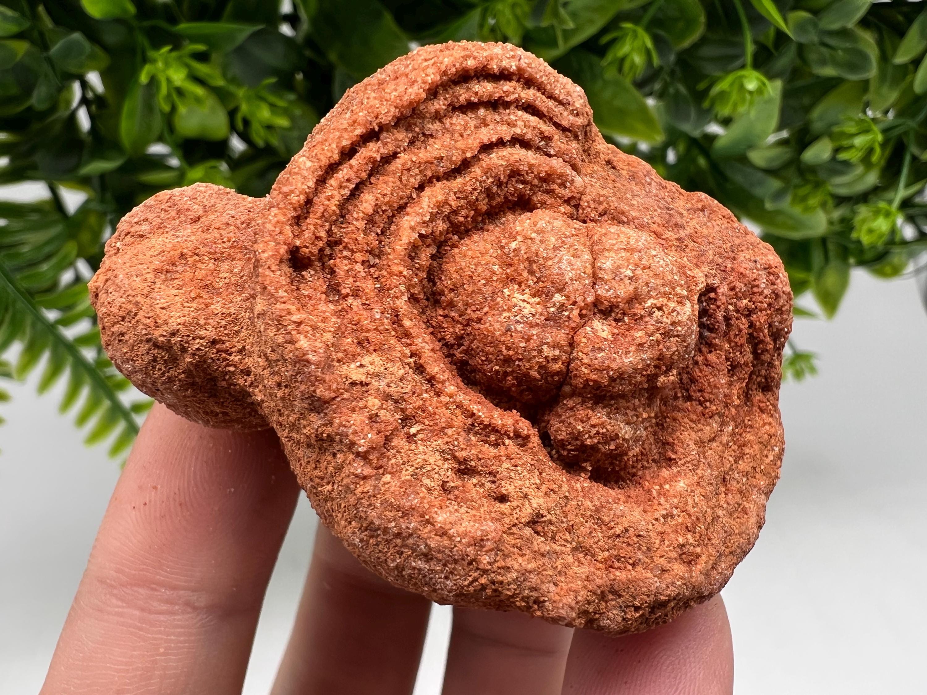 Raw Moroccan Stromatolite Fossil Specimen, Grounding Algae